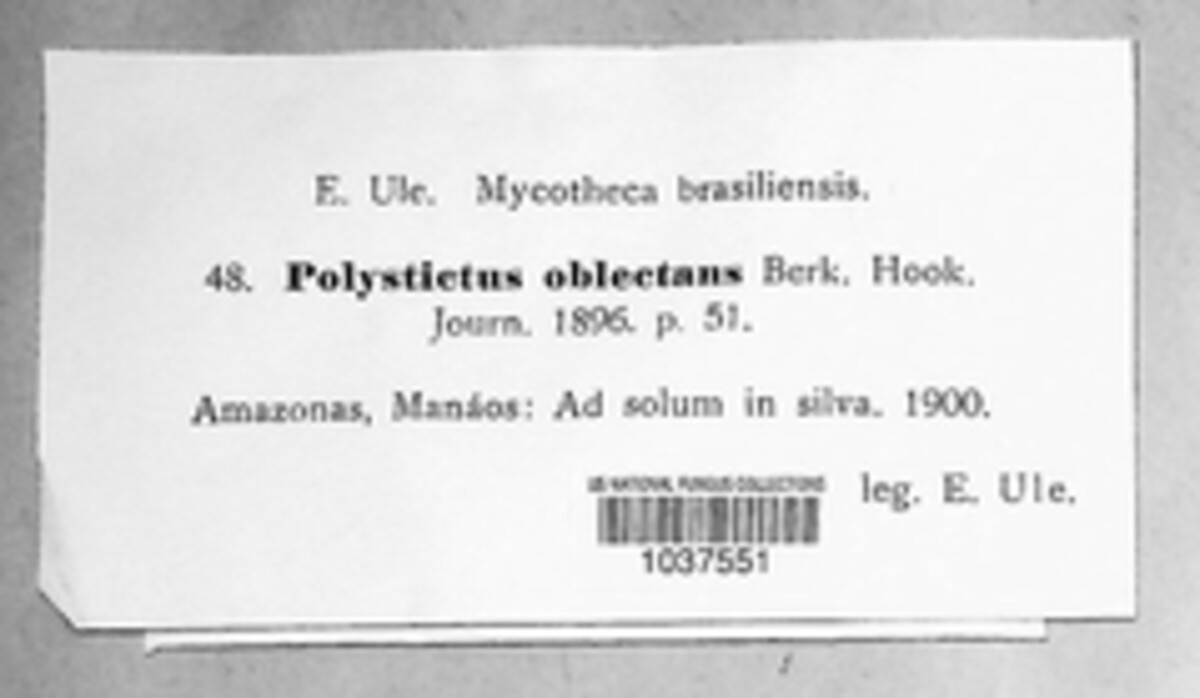 Polystictus oblectans image
